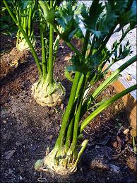 喬布斯傳翻譯筆記：喬布斯的父親飲食哲學(xué)