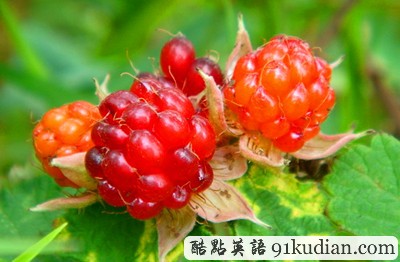 你聞所未聞見(jiàn)所未見(jiàn)的8大水果