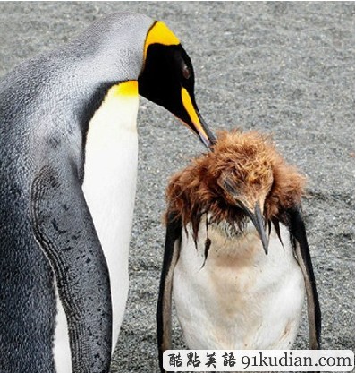 企鵝媽媽訓(xùn)孩子:死小子該去理個(gè)發(fā)了!