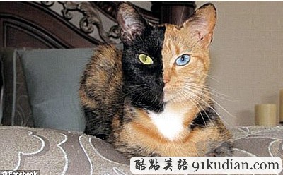 神奇雙面貓走紅網(wǎng)絡(luò):陰陽臉異色雙眼