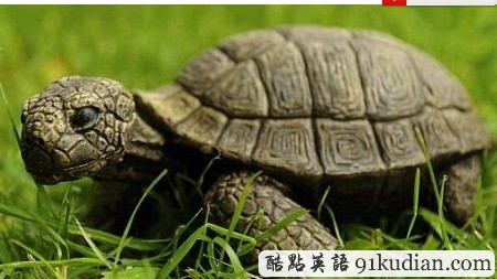 以假亂真:英母女愛心救助烏龜 竟是中國制造陶瓷品