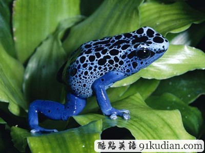 你知道世上最毒的十大動物都是什么嗎?