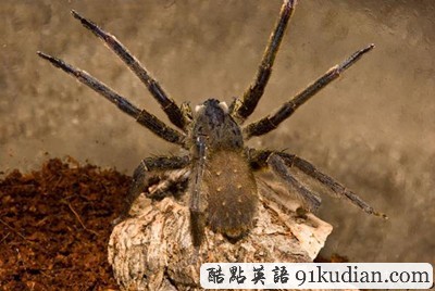 你知道世上最毒的十大動物都是什么嗎?