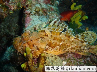 你知道世上最毒的十大動物都是什么嗎?