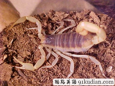 你知道世上最毒的十大動物都是什么嗎?