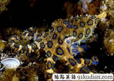 你知道世上最毒的十大動物都是什么嗎?