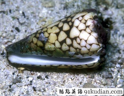 你知道世上最毒的十大動(dòng)物都是什么嗎?