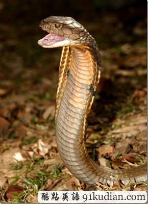 你知道世上最毒的十大動(dòng)物都是什么嗎?