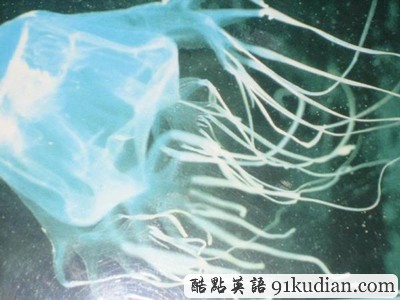 你知道世上最毒的十大動(dòng)物都是什么嗎?