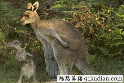 揍你哦!袋鼠媽媽教訓(xùn)淘氣幼崽!