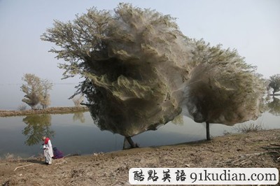 GJ地理:樹也會&ldquo;作繭自縛&rdquo;嗎?