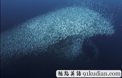 沙丁魚群