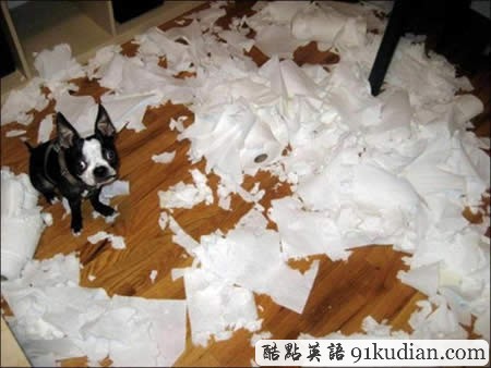 你的可愛寵物也曾這樣調(diào)皮搗蛋嗎?