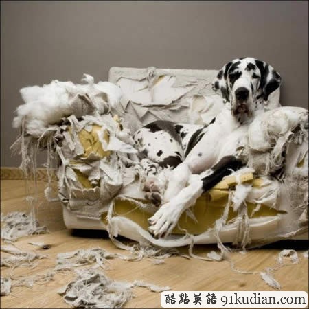 你的可愛寵物也曾這樣調(diào)皮搗蛋嗎?