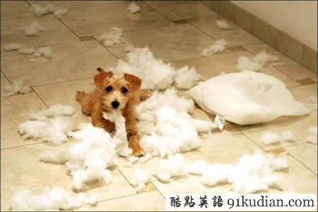 你的可愛寵物也曾這樣調(diào)皮搗蛋嗎?