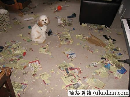 你的可愛寵物也曾這樣調(diào)皮搗蛋嗎?