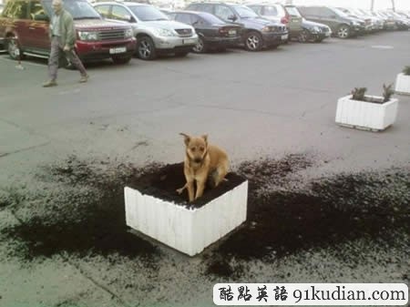 你的可愛寵物也曾這樣調(diào)皮搗蛋嗎?