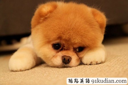 你的可愛寵物也曾這樣調(diào)皮搗蛋嗎?