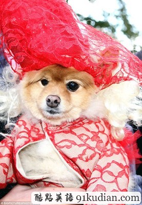 萬圣節(jié)狗狗巡游:奇裝異服狗狗大派對