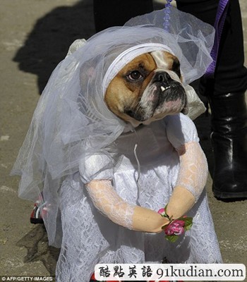 萬(wàn)圣節(jié)狗狗巡游:奇裝異服狗狗大派對(duì)