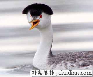 大千世界:美國(guó)驚現(xiàn)披頭士水鳥