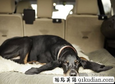 世界上耳朵最長的狗:會被自己的耳朵絆倒(圖)