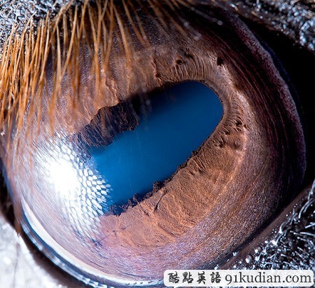 大千世界:邀你共賞動(dòng)物雙眸的特寫(xiě)照片