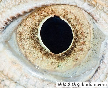 大千世界:邀你共賞動(dòng)物雙眸的特寫(xiě)照片