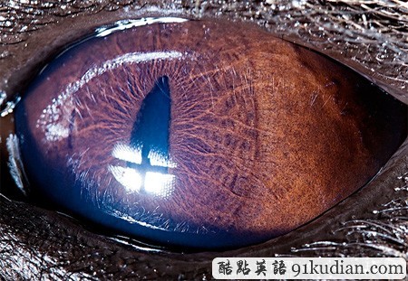 大千世界:邀你共賞動(dòng)物雙眸的特寫(xiě)照片