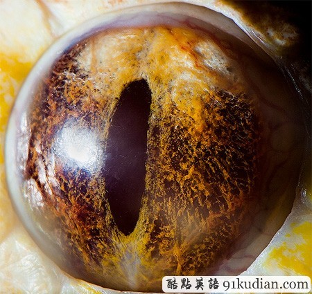 大千世界:邀你共賞動(dòng)物雙眸的特寫(xiě)照片