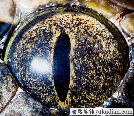 大千世界:邀你共賞動物雙眸的特寫照片