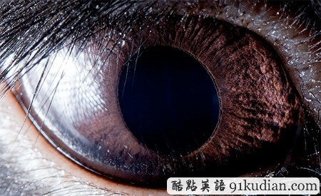 大千世界:邀你共賞動物雙眸的特寫照片