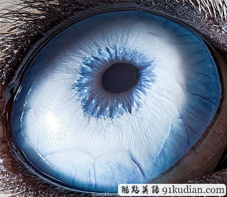 大千世界:邀你共賞動物雙眸的特寫照片