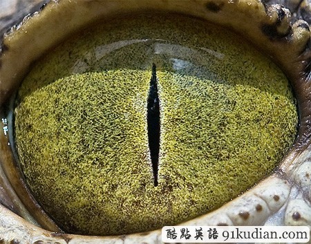 大千世界:邀你共賞動物雙眸的特寫照片