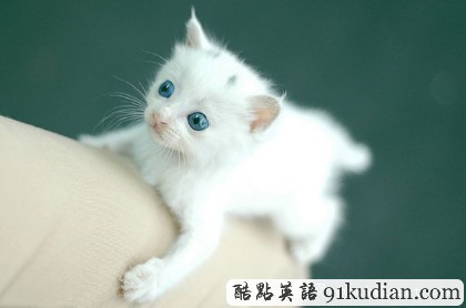 開心圖集:可愛小貓的賣萌表情(雙語組圖)