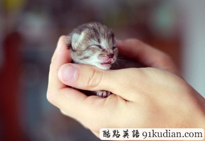 開心圖集:可愛小貓的賣萌表情(雙語組圖)