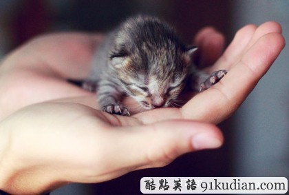 開心圖集:可愛小貓的賣萌表情(雙語組圖)