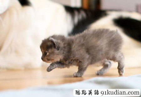 開心圖集:可愛小貓的賣萌表情(雙語(yǔ)組圖)