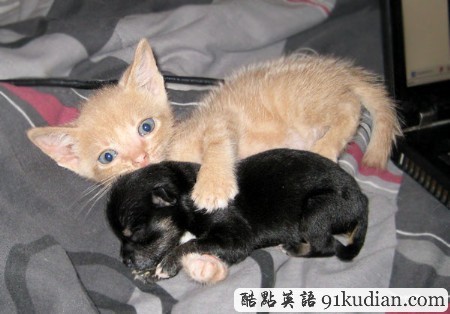 開(kāi)心圖集:可愛(ài)小貓的賣(mài)萌表情(雙語(yǔ)組圖)