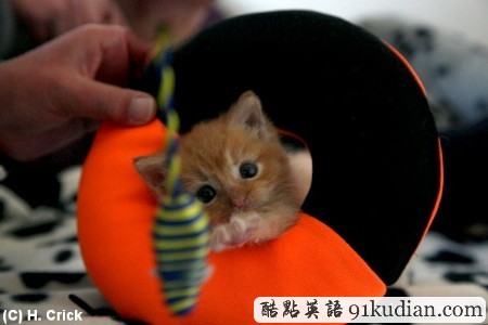 開心圖集:可愛小貓的賣萌表情(雙語組圖)