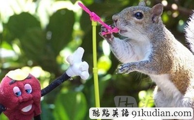 趣圖妙語(yǔ):松鼠兄弟的超萌造型
