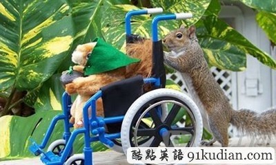 趣圖妙語:松鼠兄弟的超萌造型