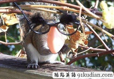 趣圖妙語:松鼠兄弟的超萌造型