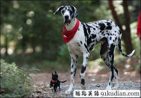 趣圖妙語(yǔ):快來看啊~世界最高狗狗