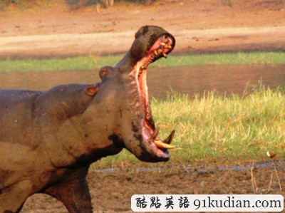 趣圖妙語:現(xiàn)實版《死神來了》(1)