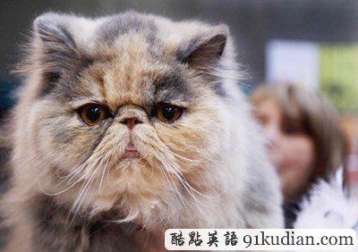 大千世界:比利時國際貓展