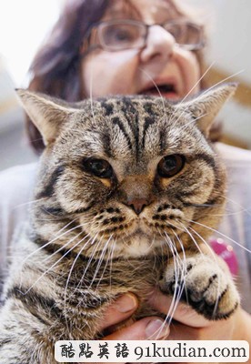 大千世界:比利時國際貓展