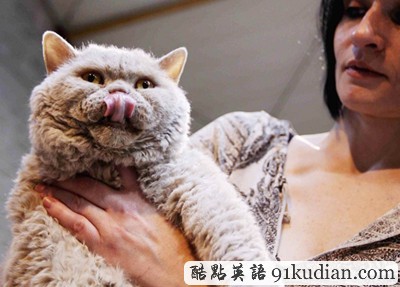 大千世界:比利時(shí)國際貓展