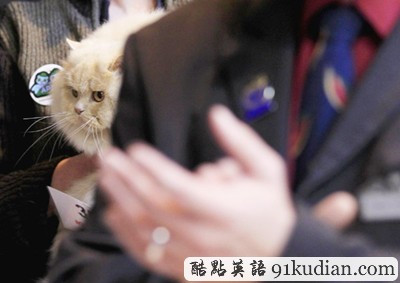 大千世界:比利時(shí)國(guó)際貓展