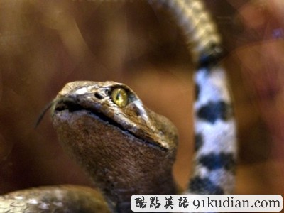 美國一男子沃爾瑪內(nèi)遭響尾蛇攻擊